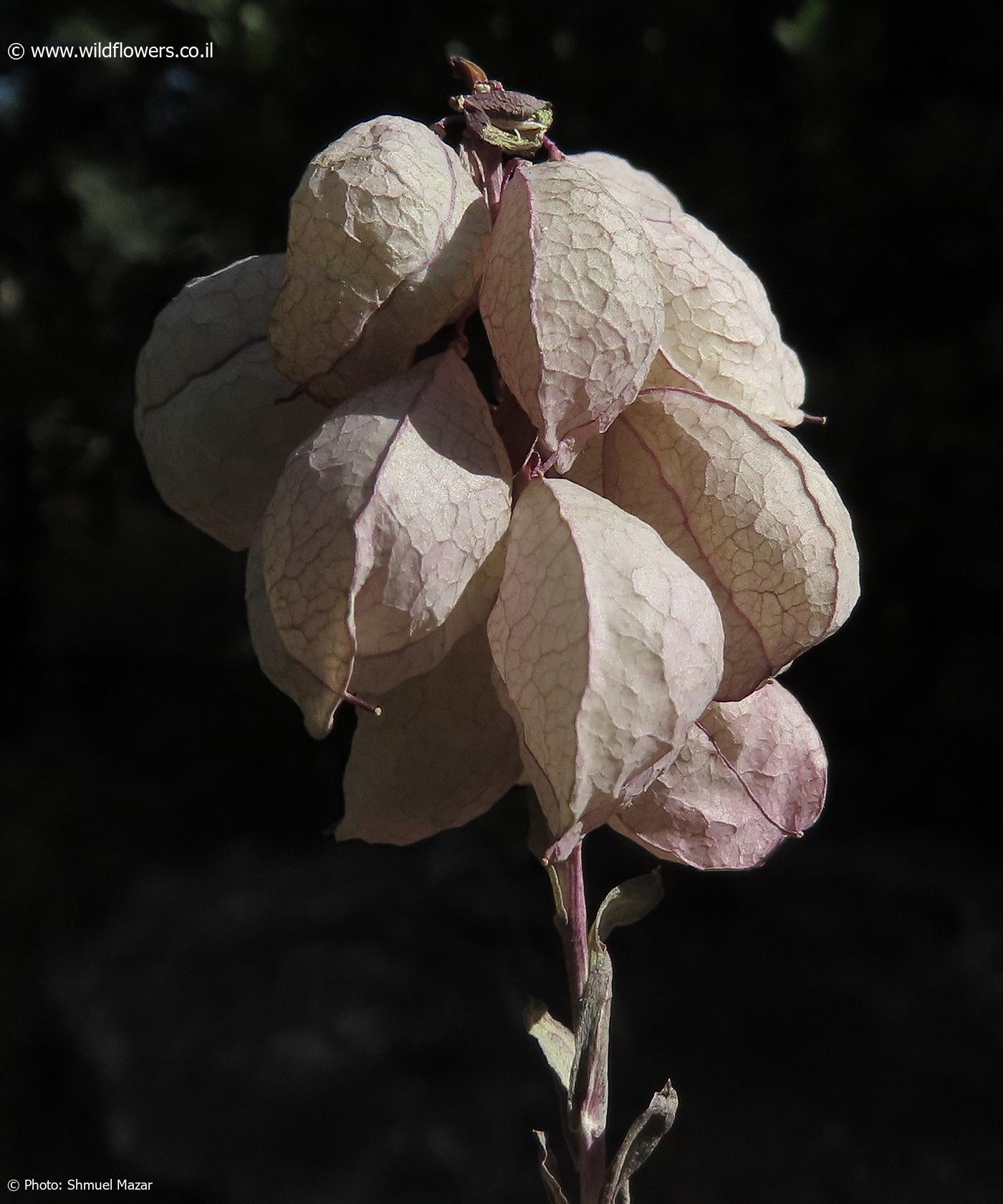 Coluteocarpus  vesicaria