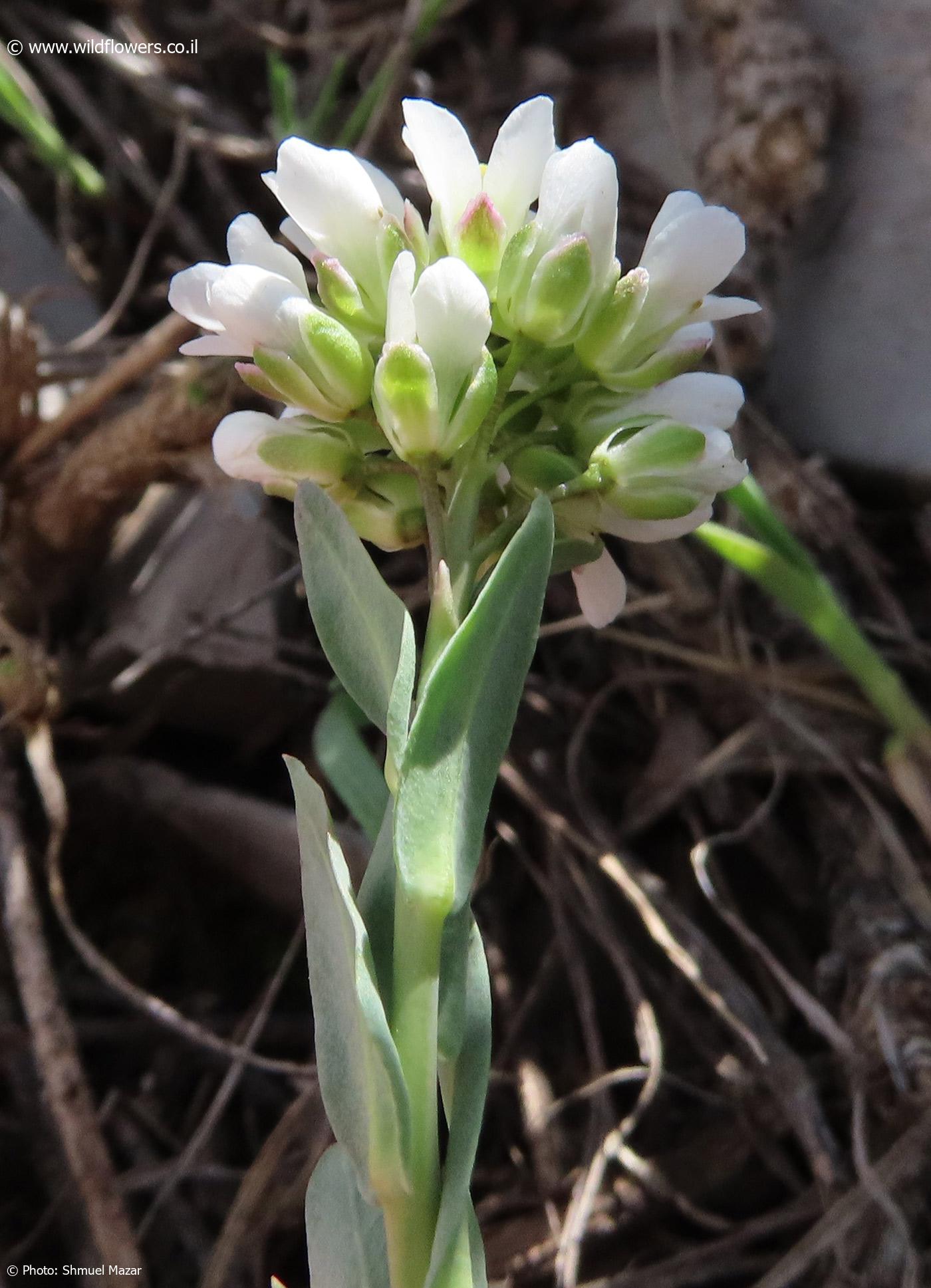 Coluteocarpus  vesicaria