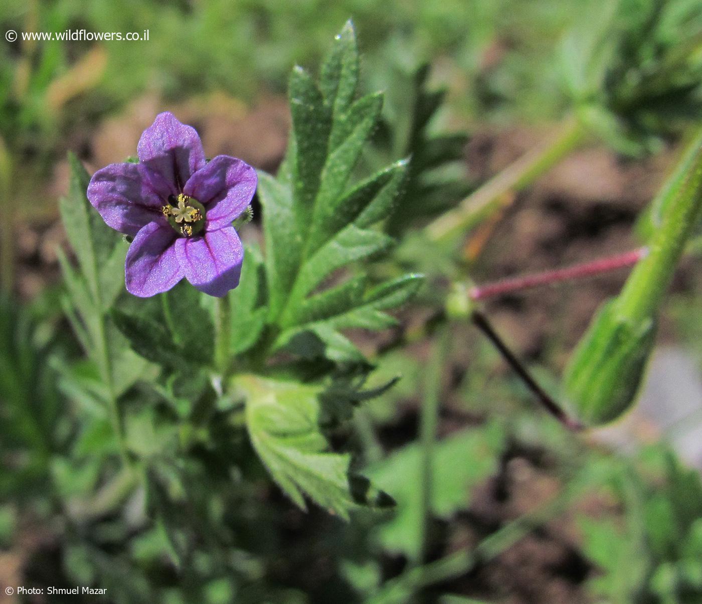 Erodium brachycarpum