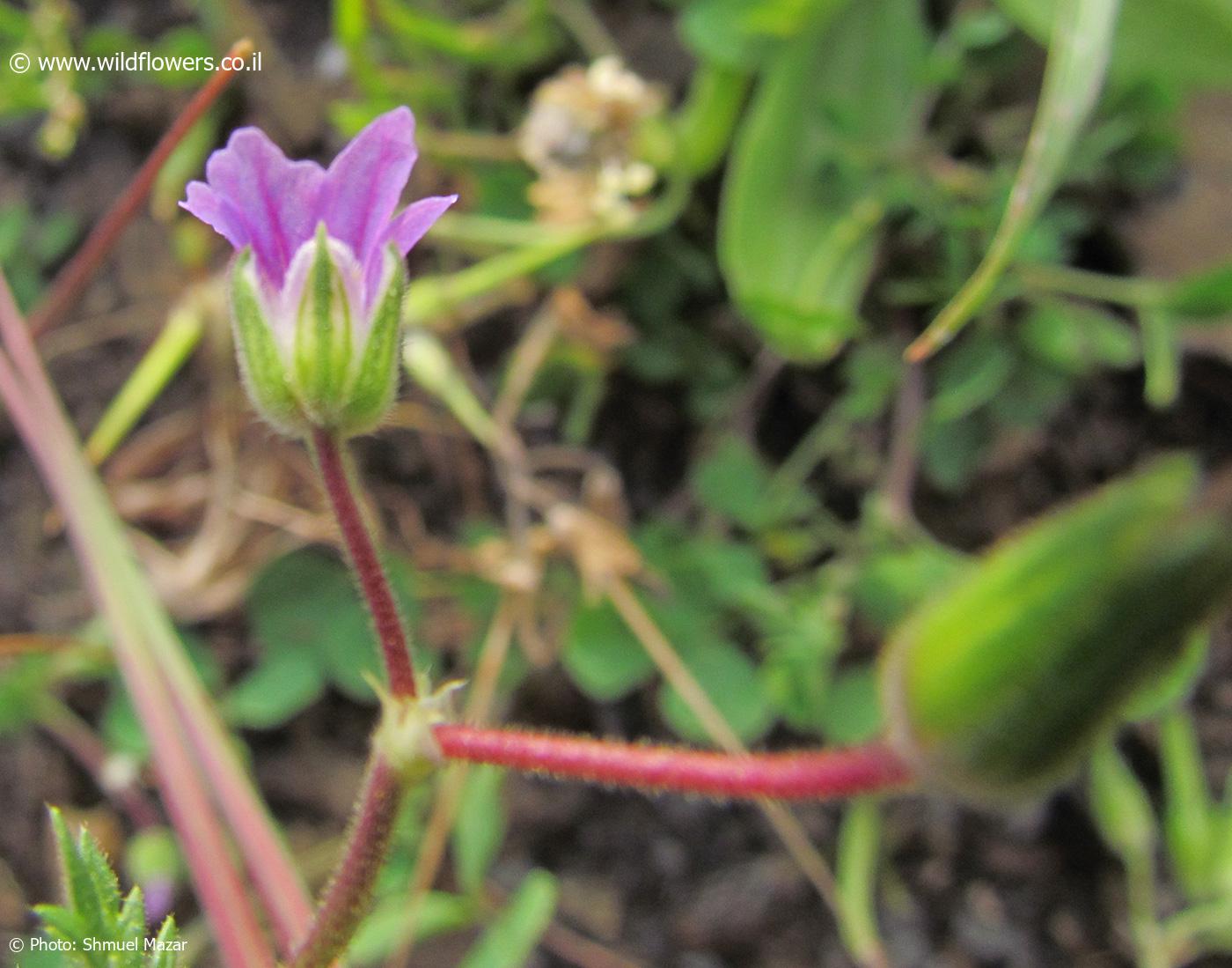 Erodium brachycarpum