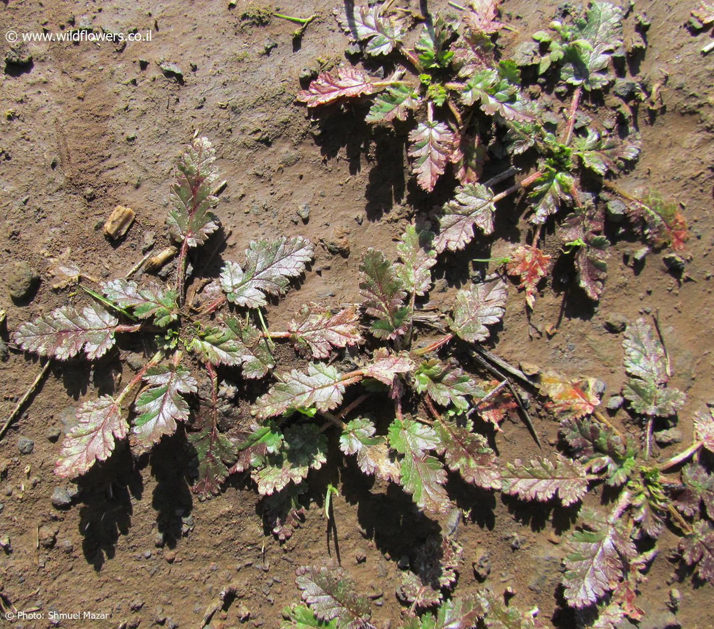 Erodium brachycarpum