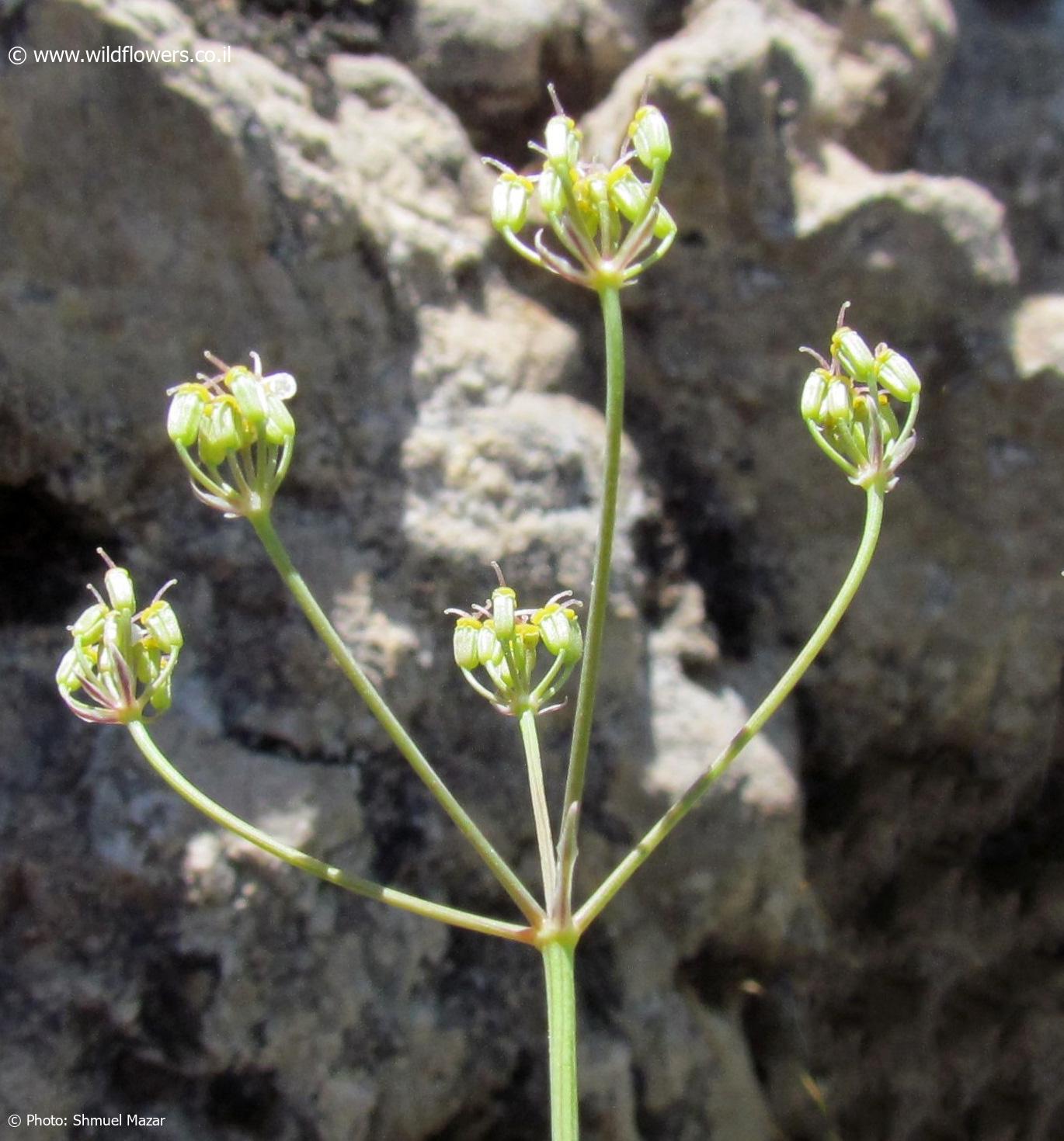 Bunium  pestalozzae