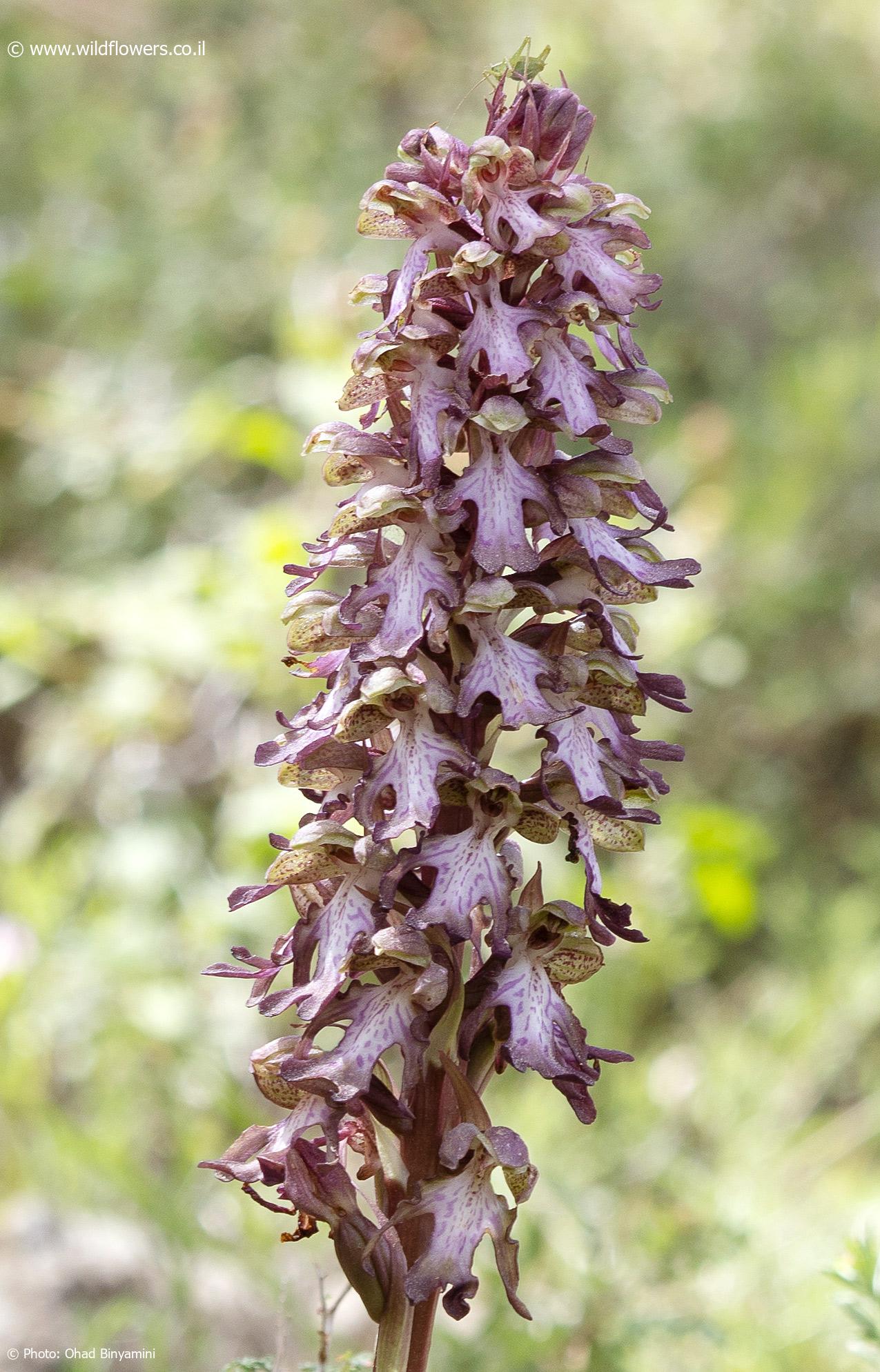 Himantoglossum  robertianum 