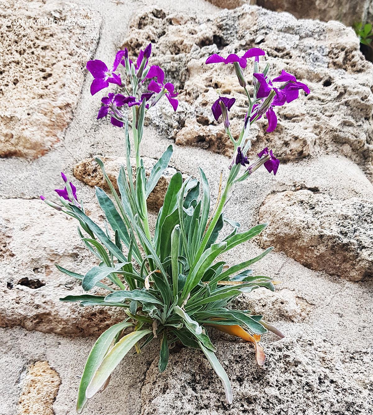 Matthiola incana