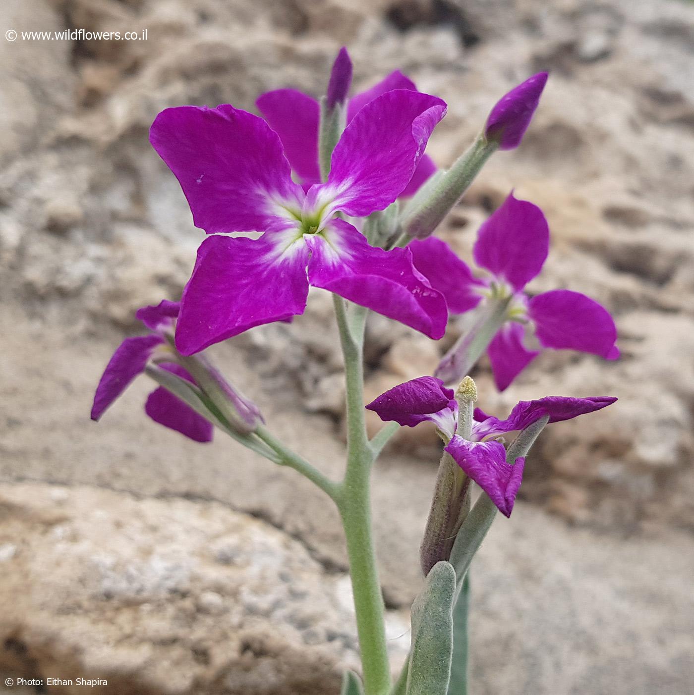 Matthiola incana