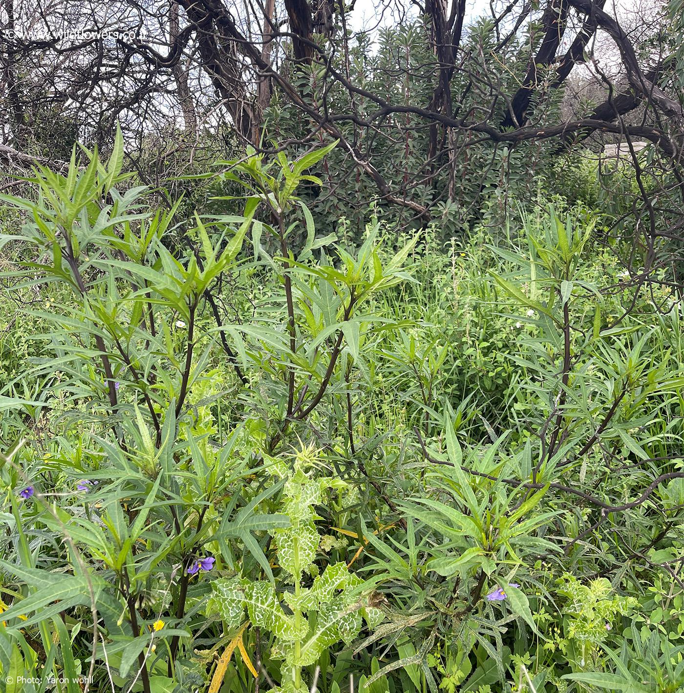 Solanum  laciniatum