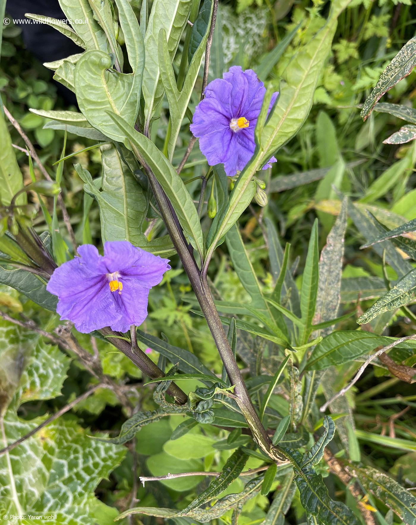 Solanum  laciniatum