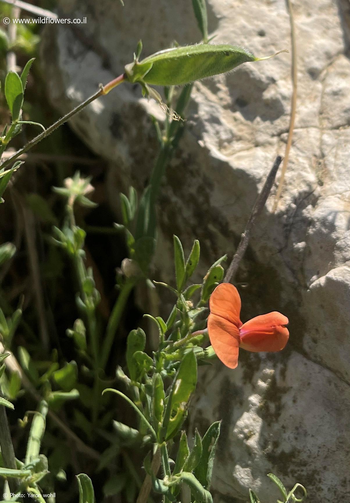 Lathyrus  hirticarpus