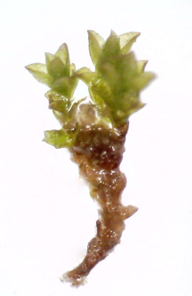 Anoectangium  handelii