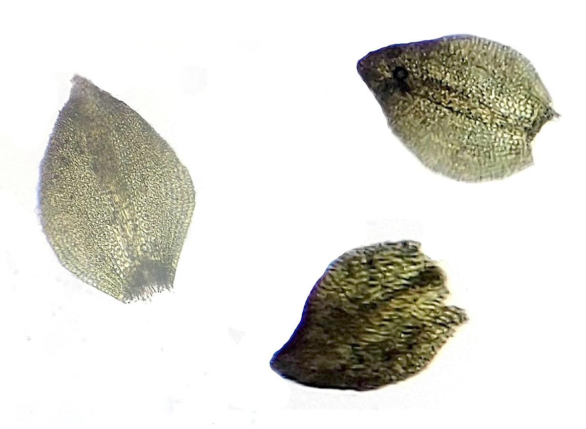 Anoectangium  handelii