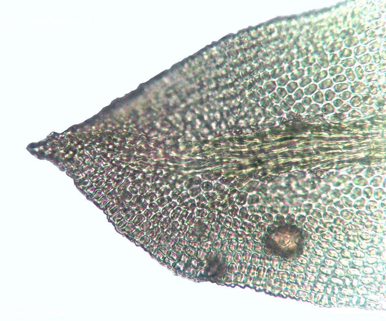 Anoectangium  handelii