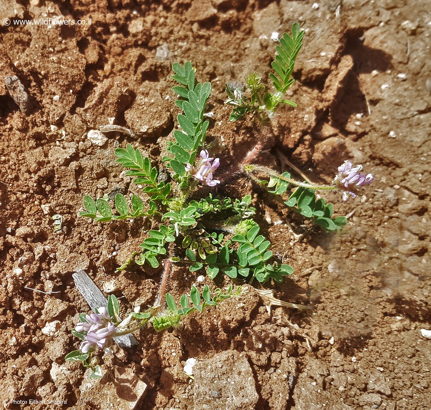 Astragalus  echinatus