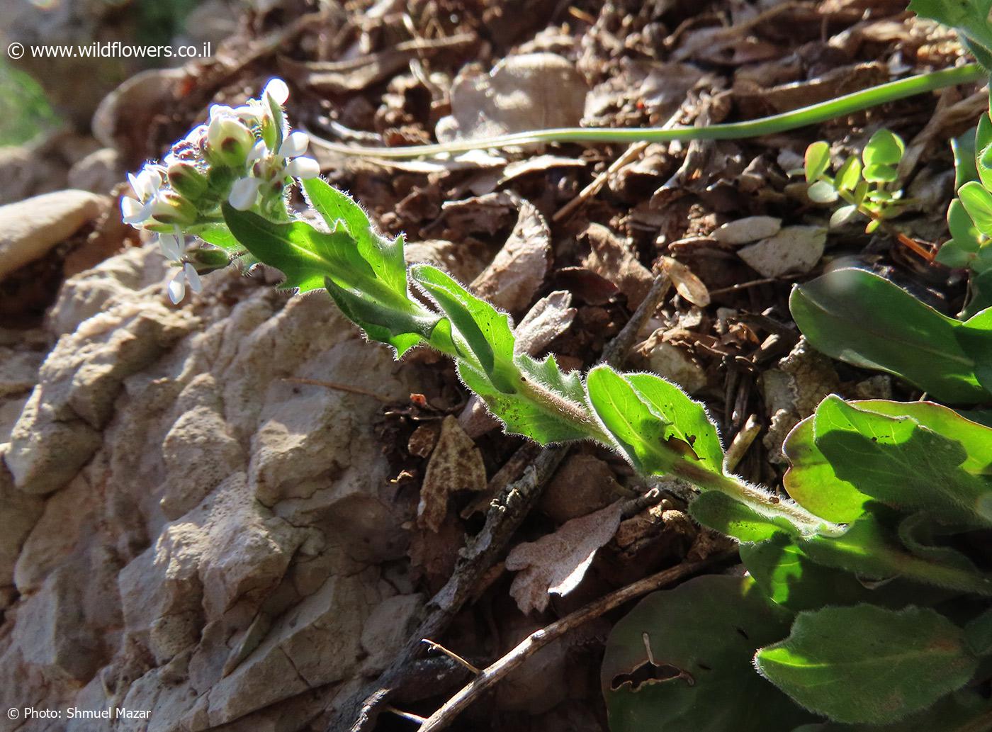 Lepidium  hirtum