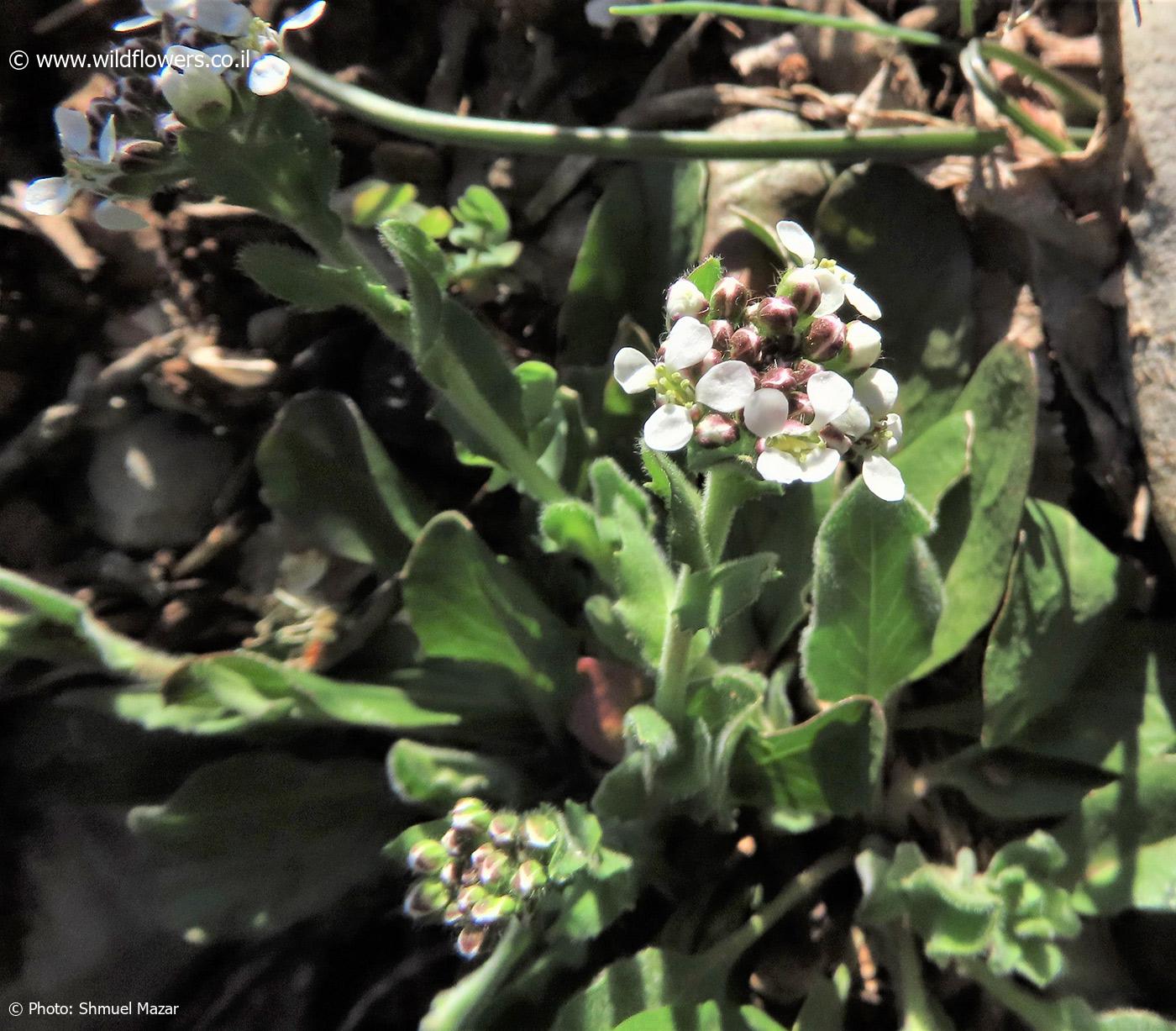 Lepidium  hirtum