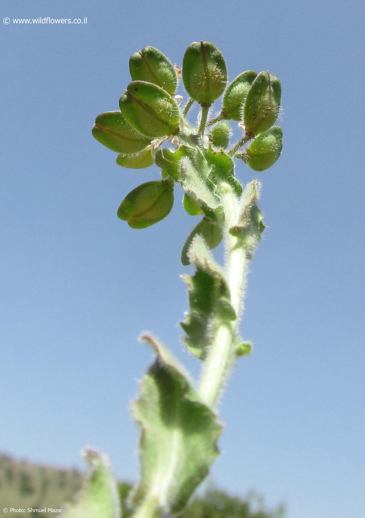 Lepidium  hirtum