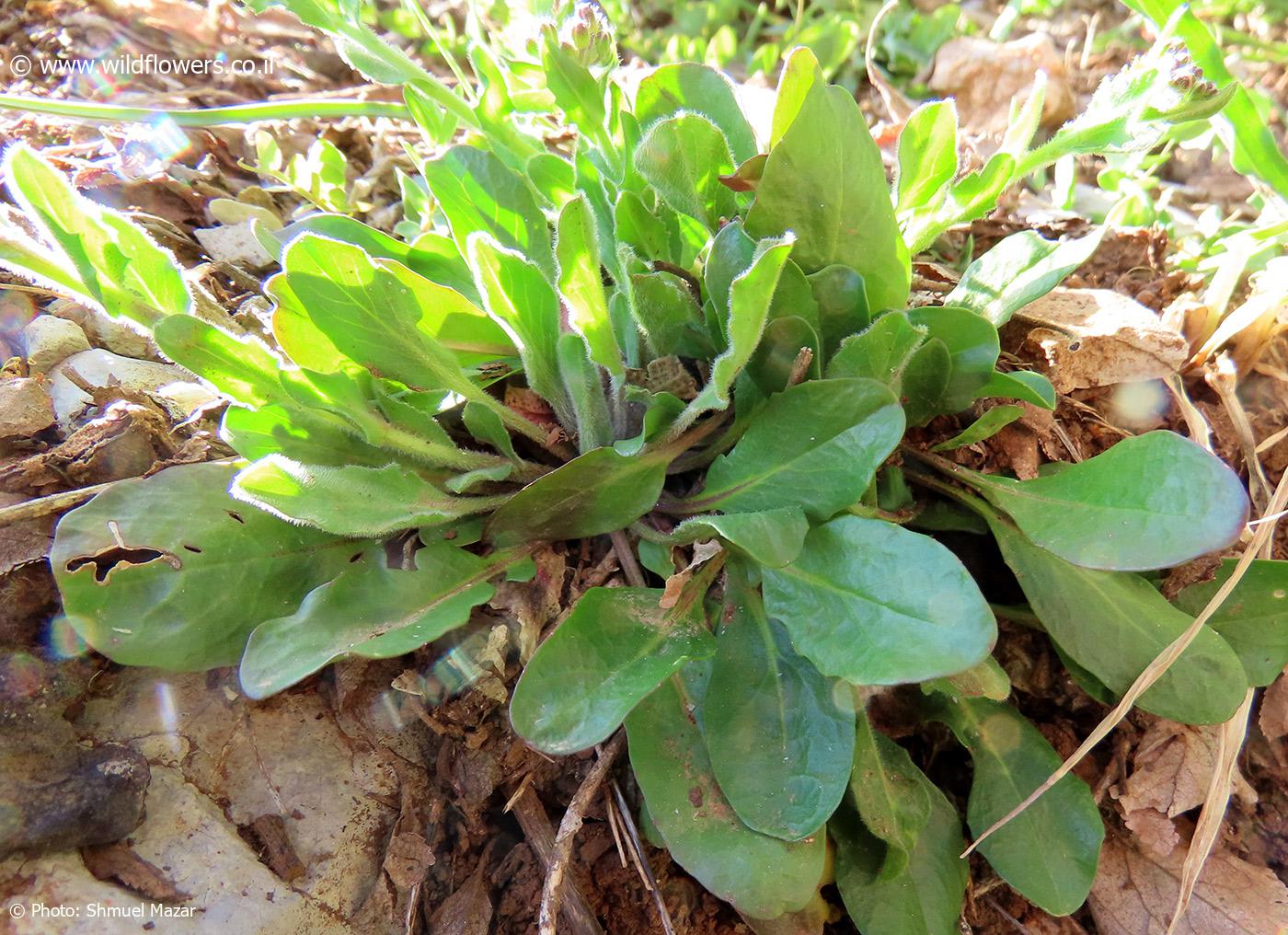 Lepidium  hirtum