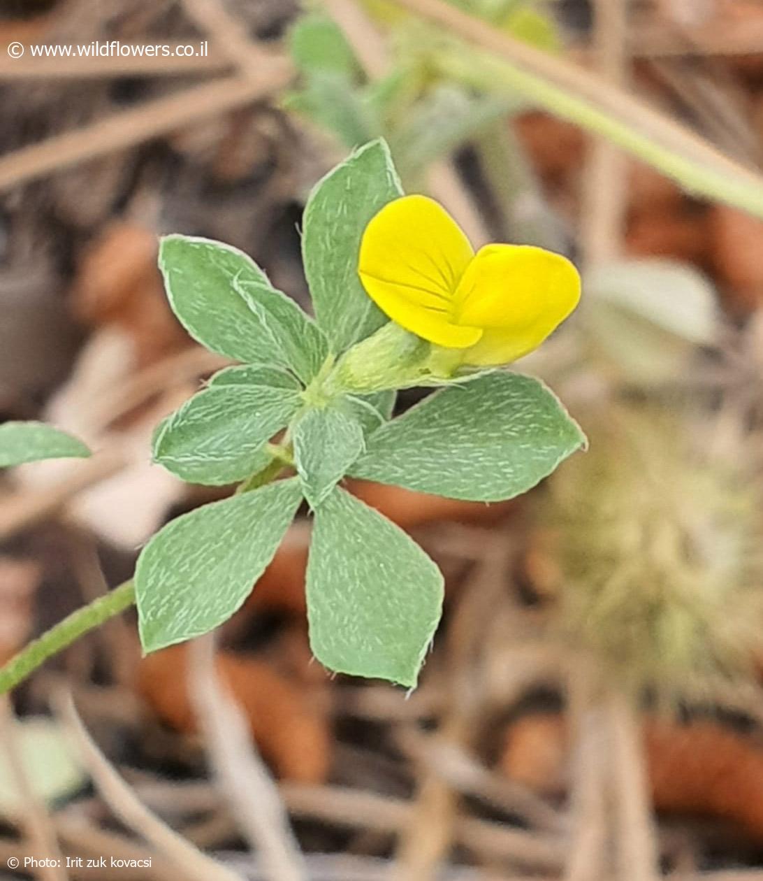 Medicago  disciformis