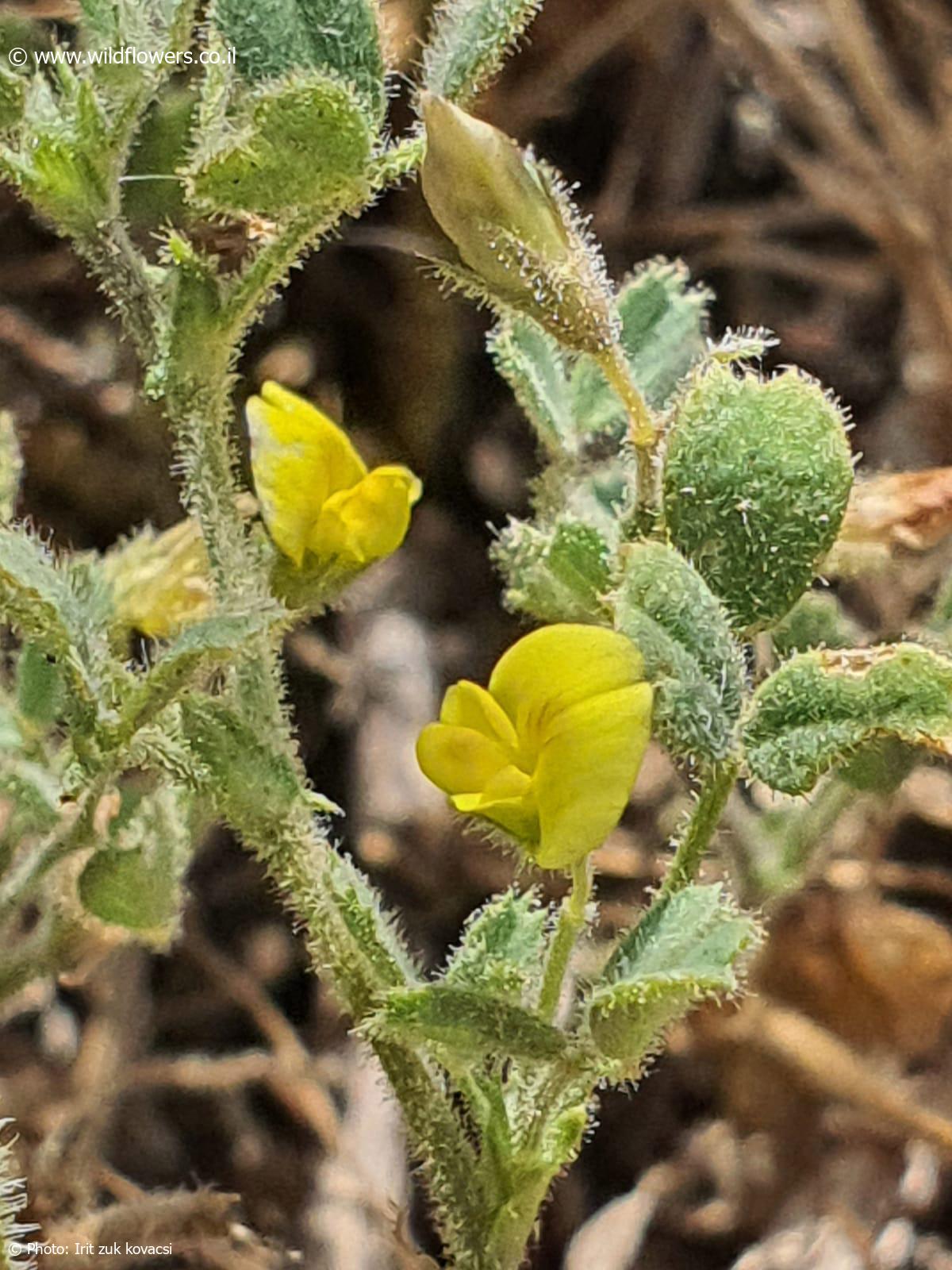 Medicago  disciformis