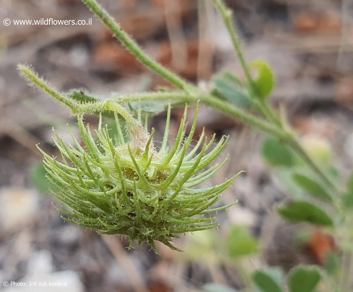 Medicago  disciformis