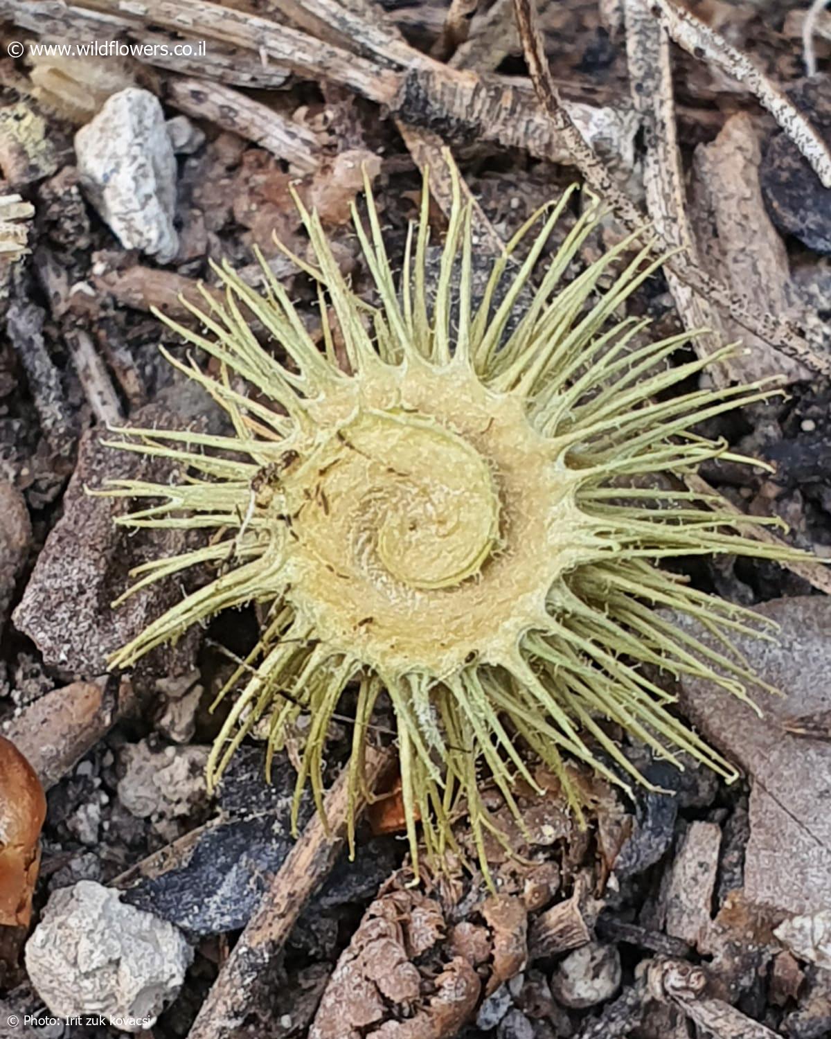 Medicago  disciformis