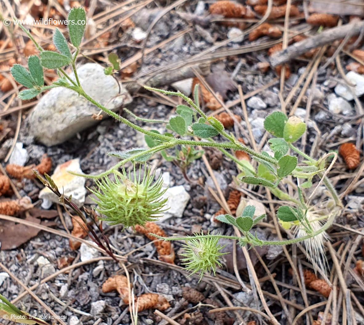 Medicago  disciformis