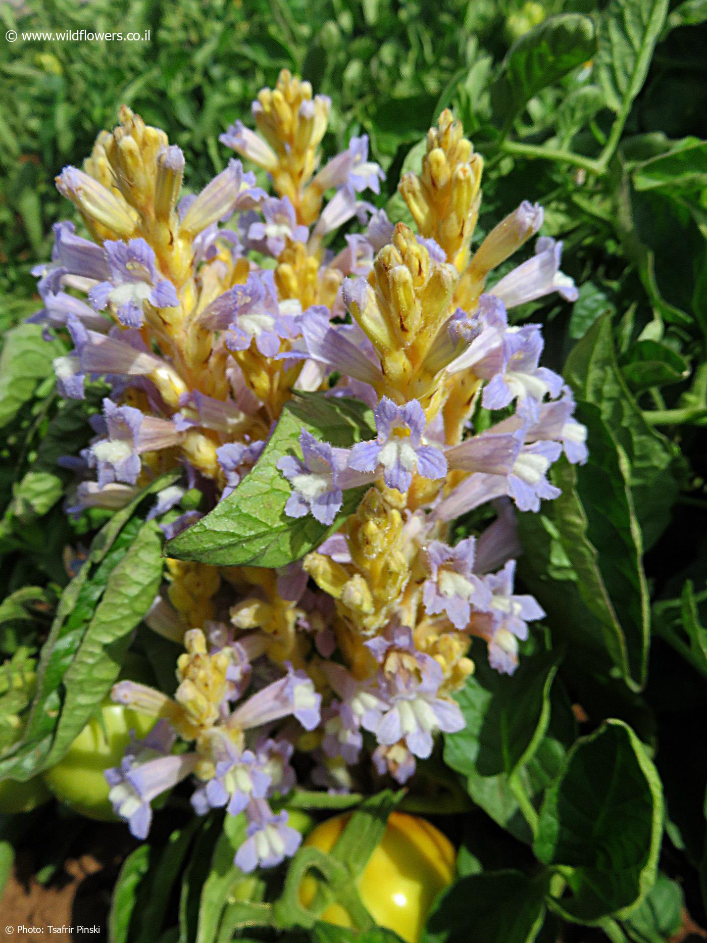 Orobanche  ramosa