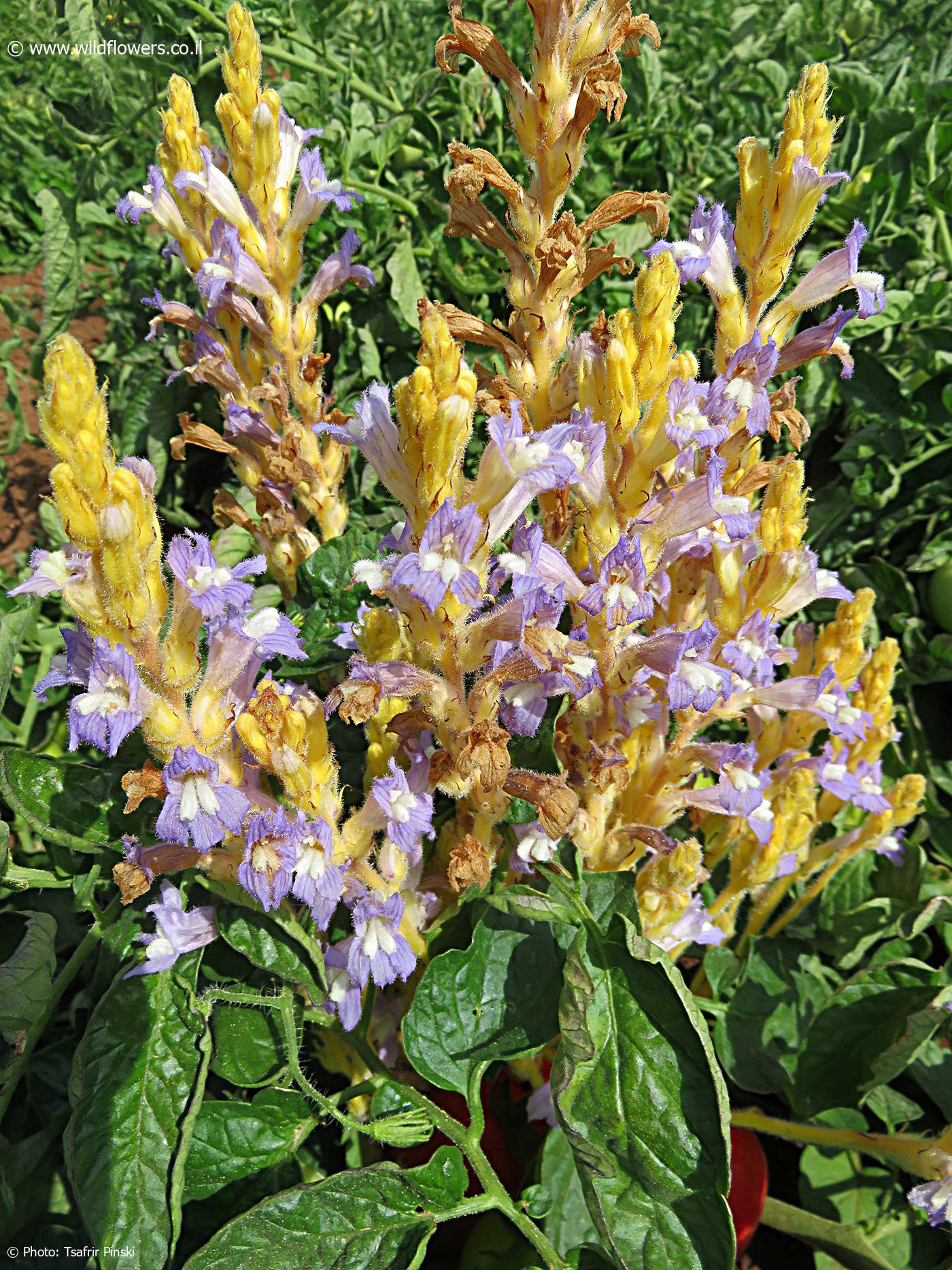 Orobanche  ramosa