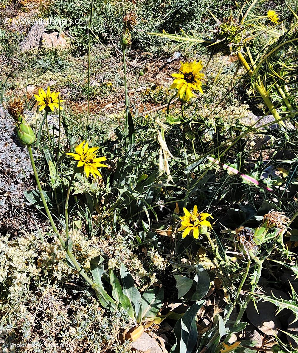 Scorzonera  libanotica