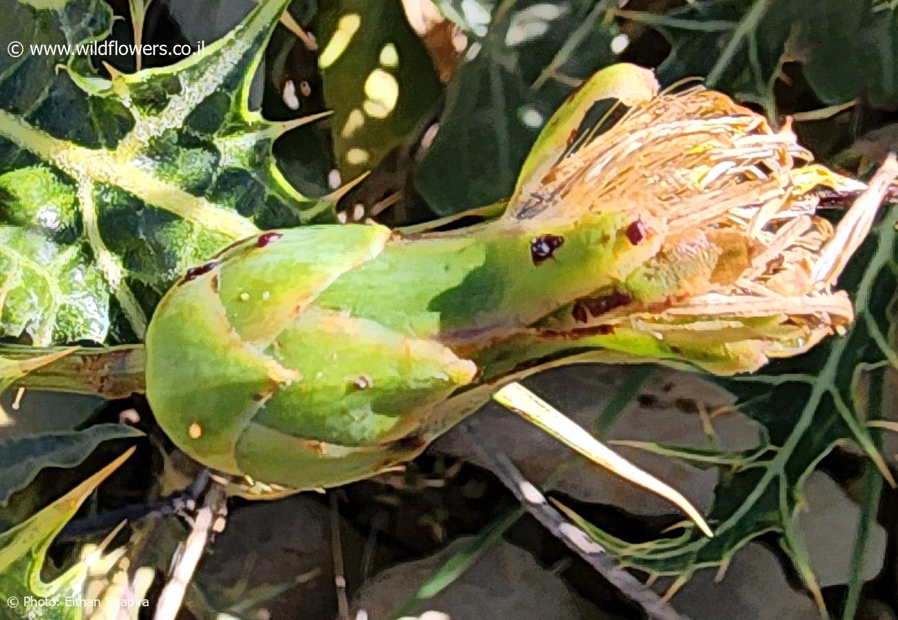 Scorzonera  libanotica