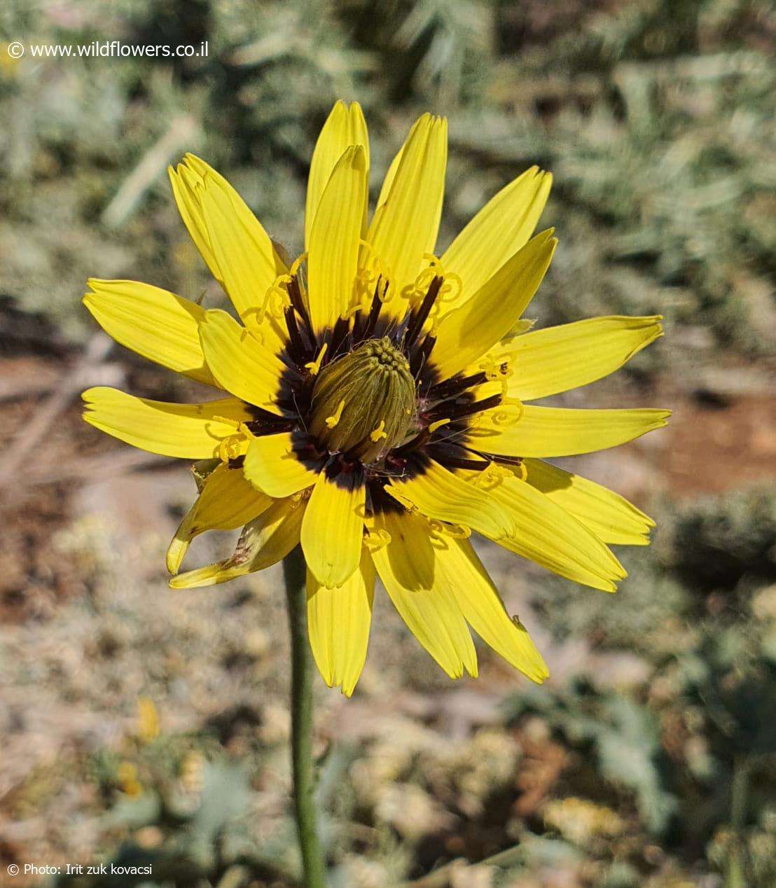 Scorzonera  libanotica