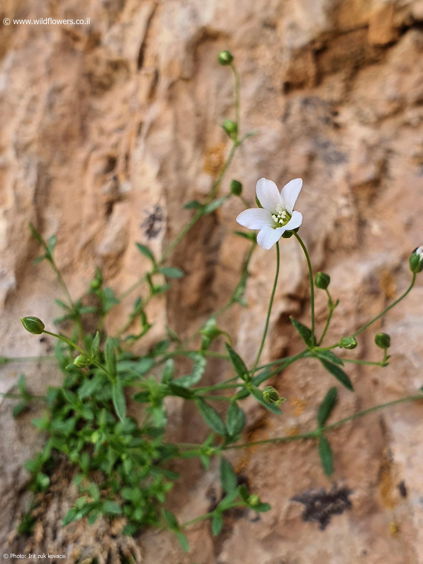 Arenaria libanotica