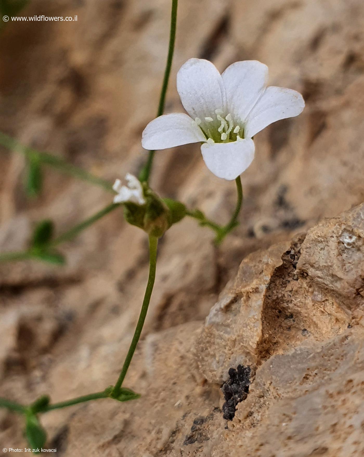 Arenaria libanotica