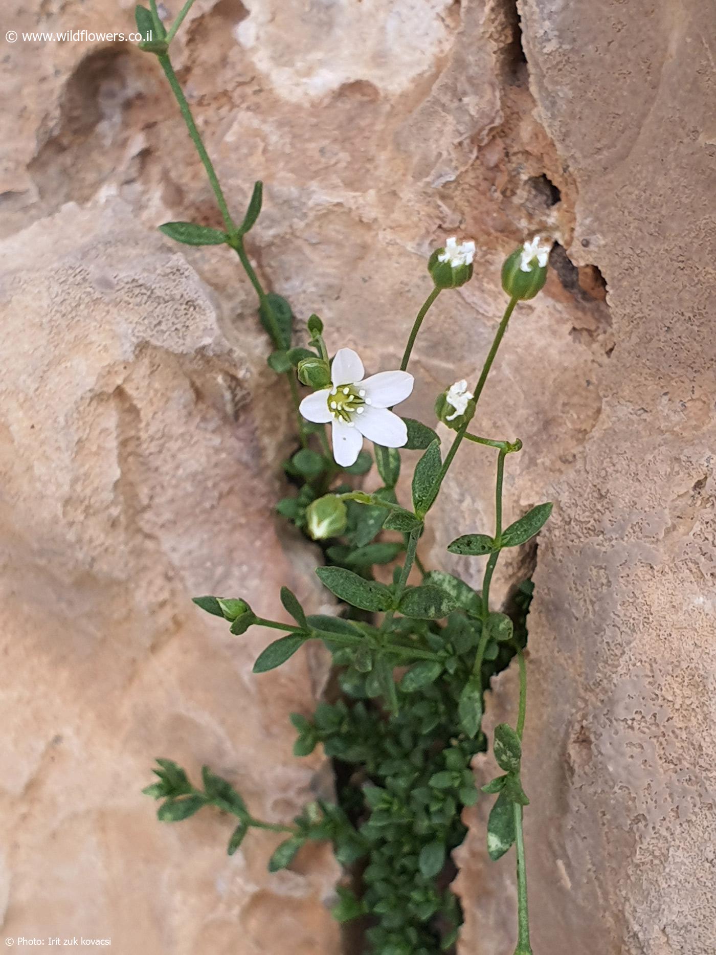 Arenaria libanotica