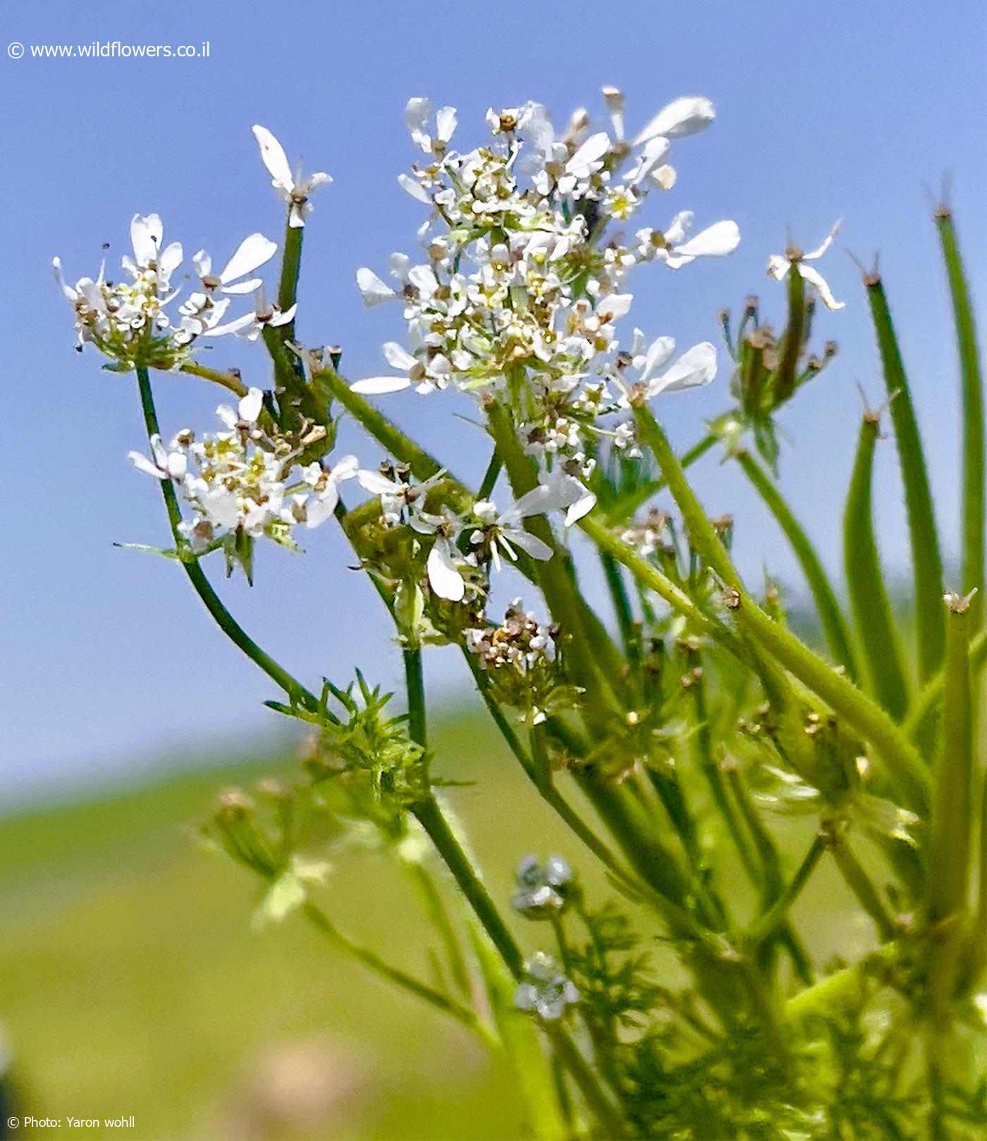 Scandix  blepharicarpa