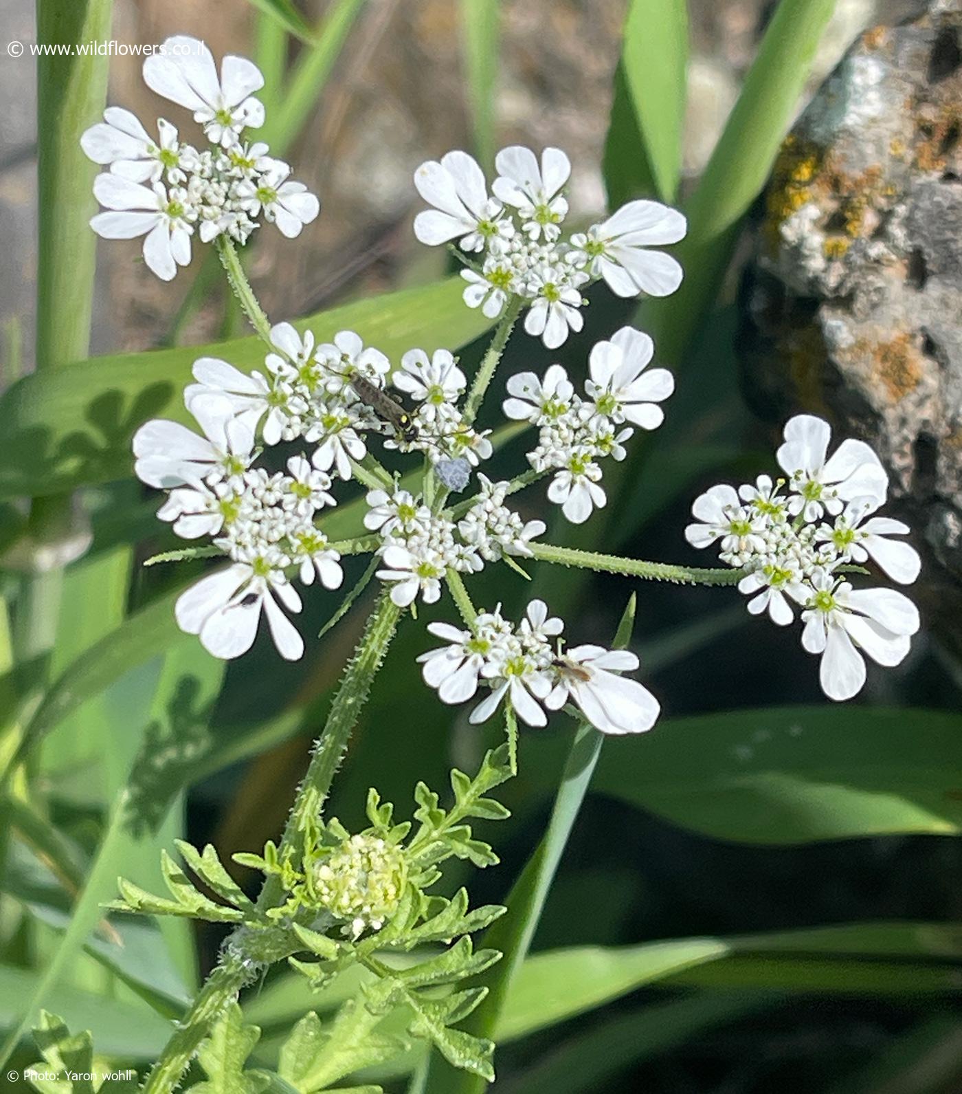 Scandix  blepharicarpa