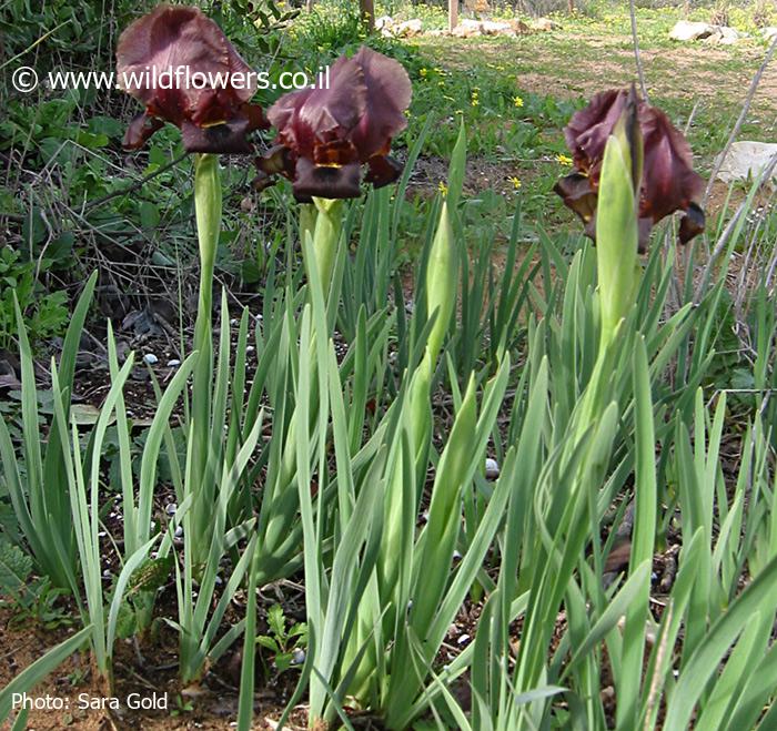 Iris atropurpurea