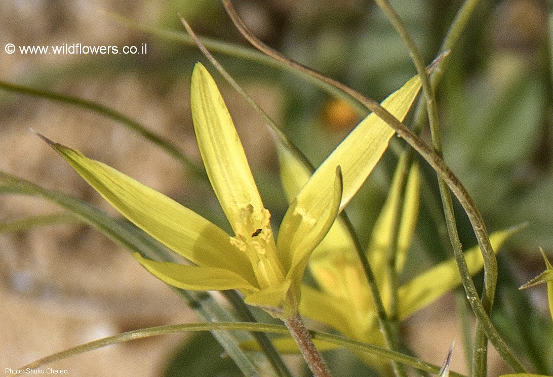 Gagea reticulata