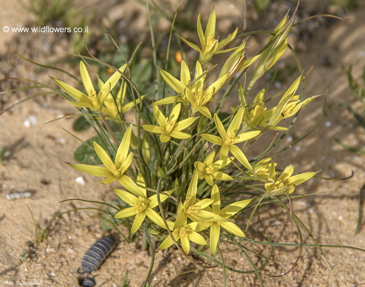 Gagea reticulata