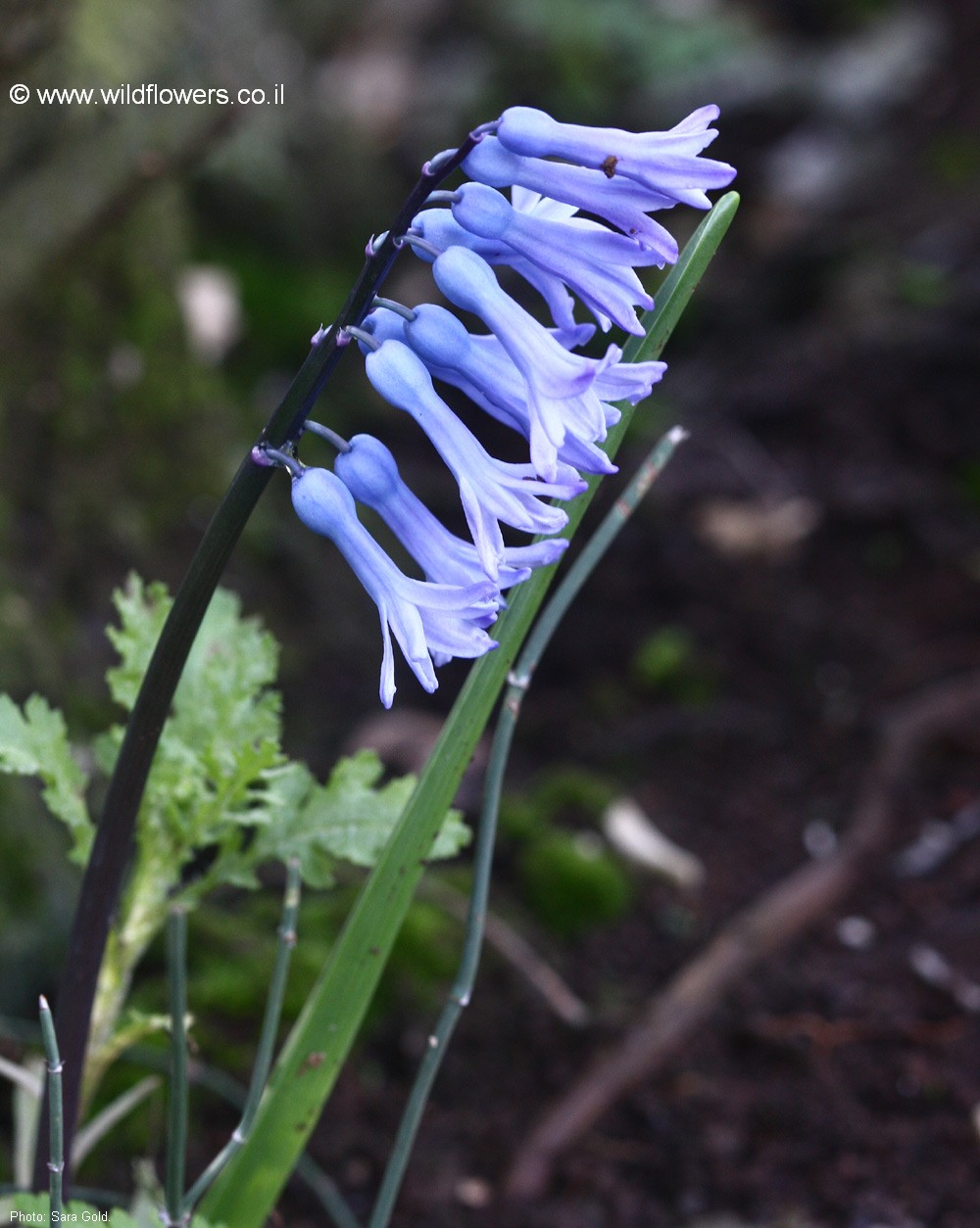 Hyacinthus orientalis