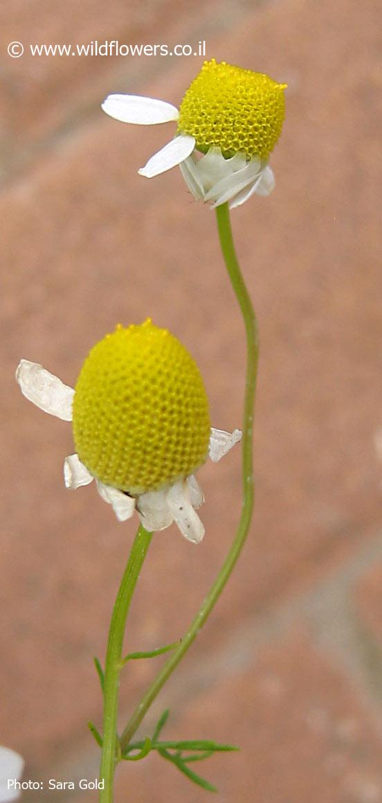 Matricaria recutita