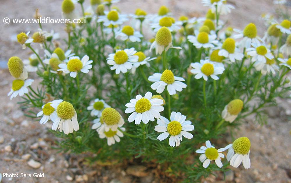 Matricaria recutita