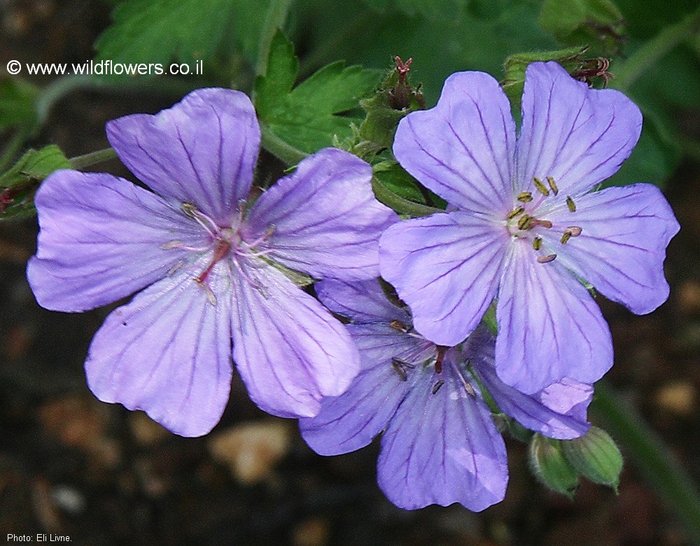 Geranium libani