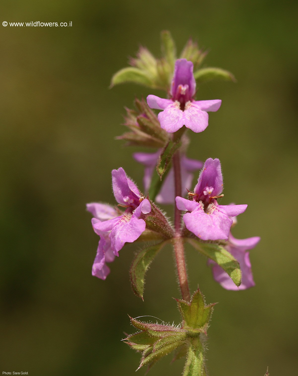 Stachys neurocalycina