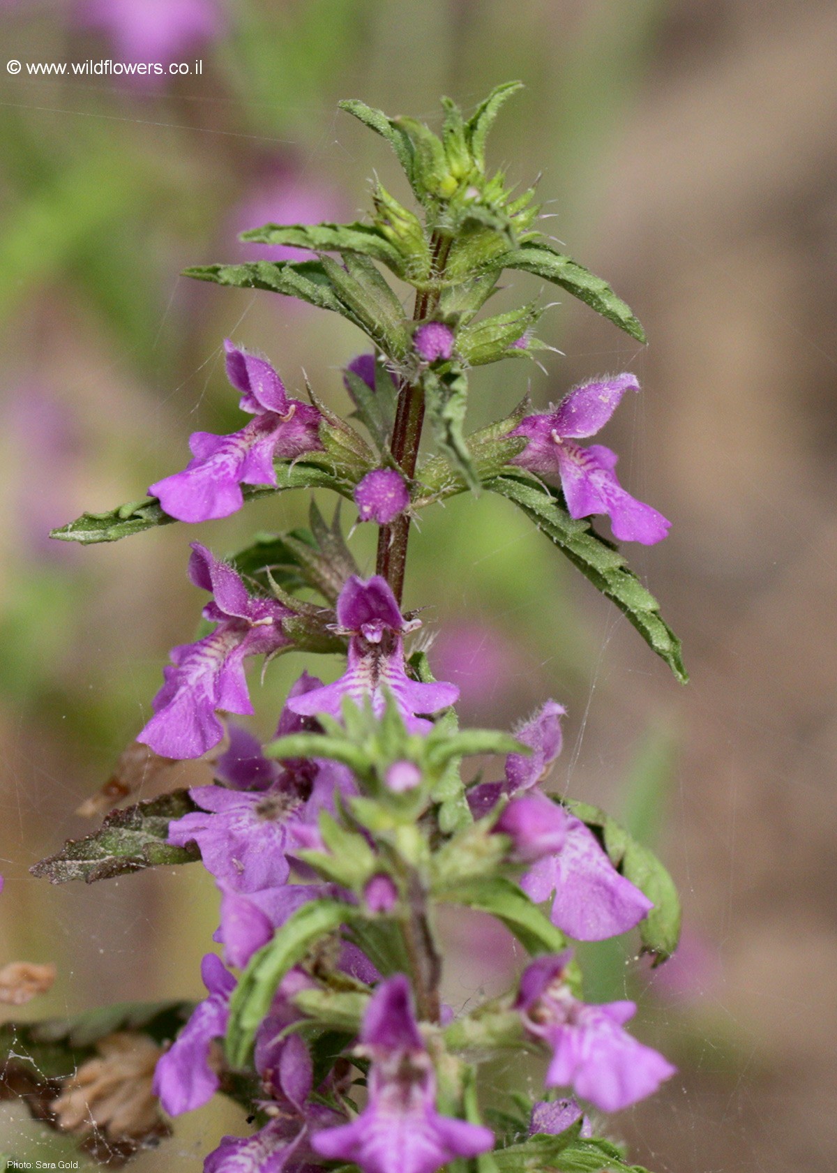 Stachys neurocalycina