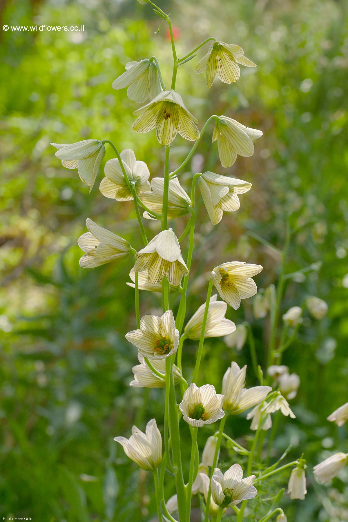 Fritillaria persica