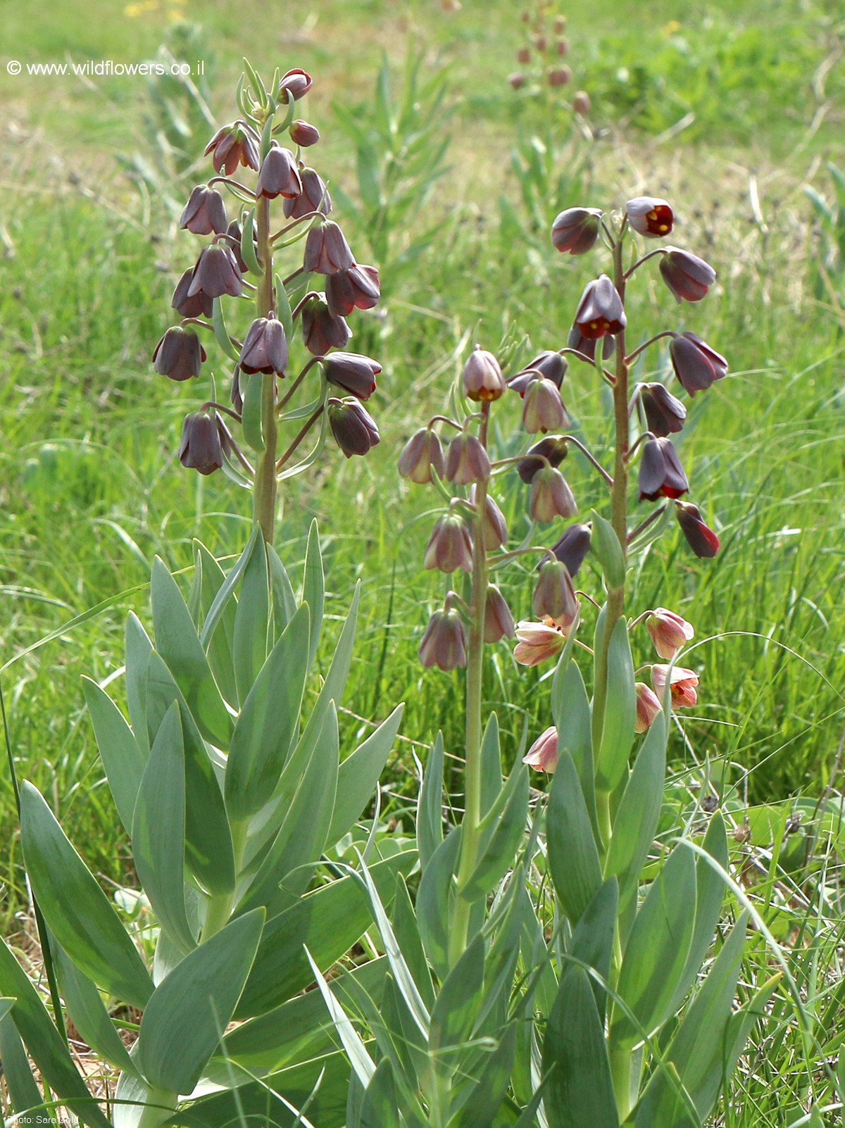 Fritillaria persica