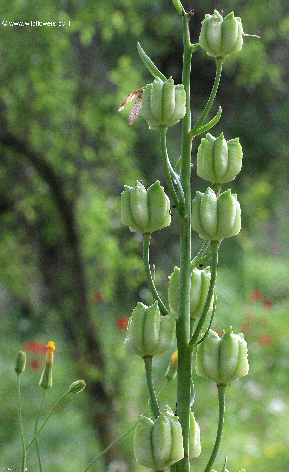 Fritillaria persica