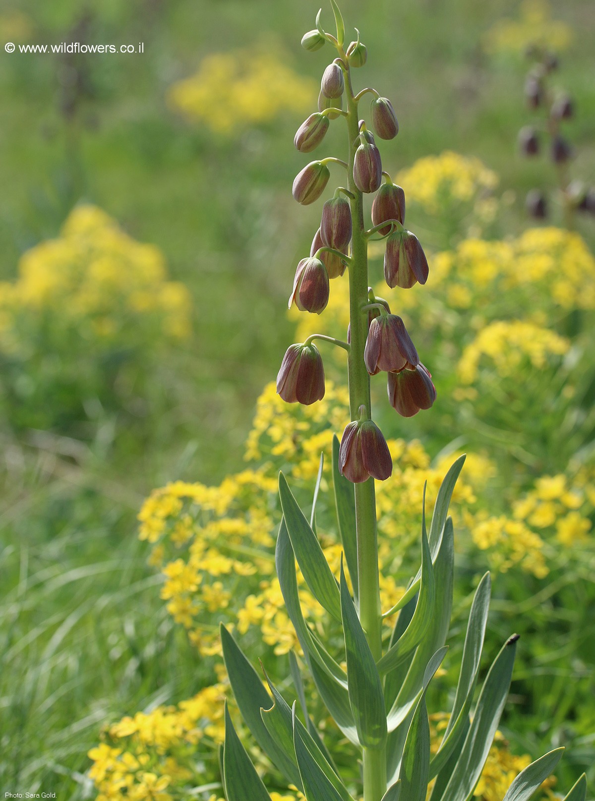 Fritillaria persica