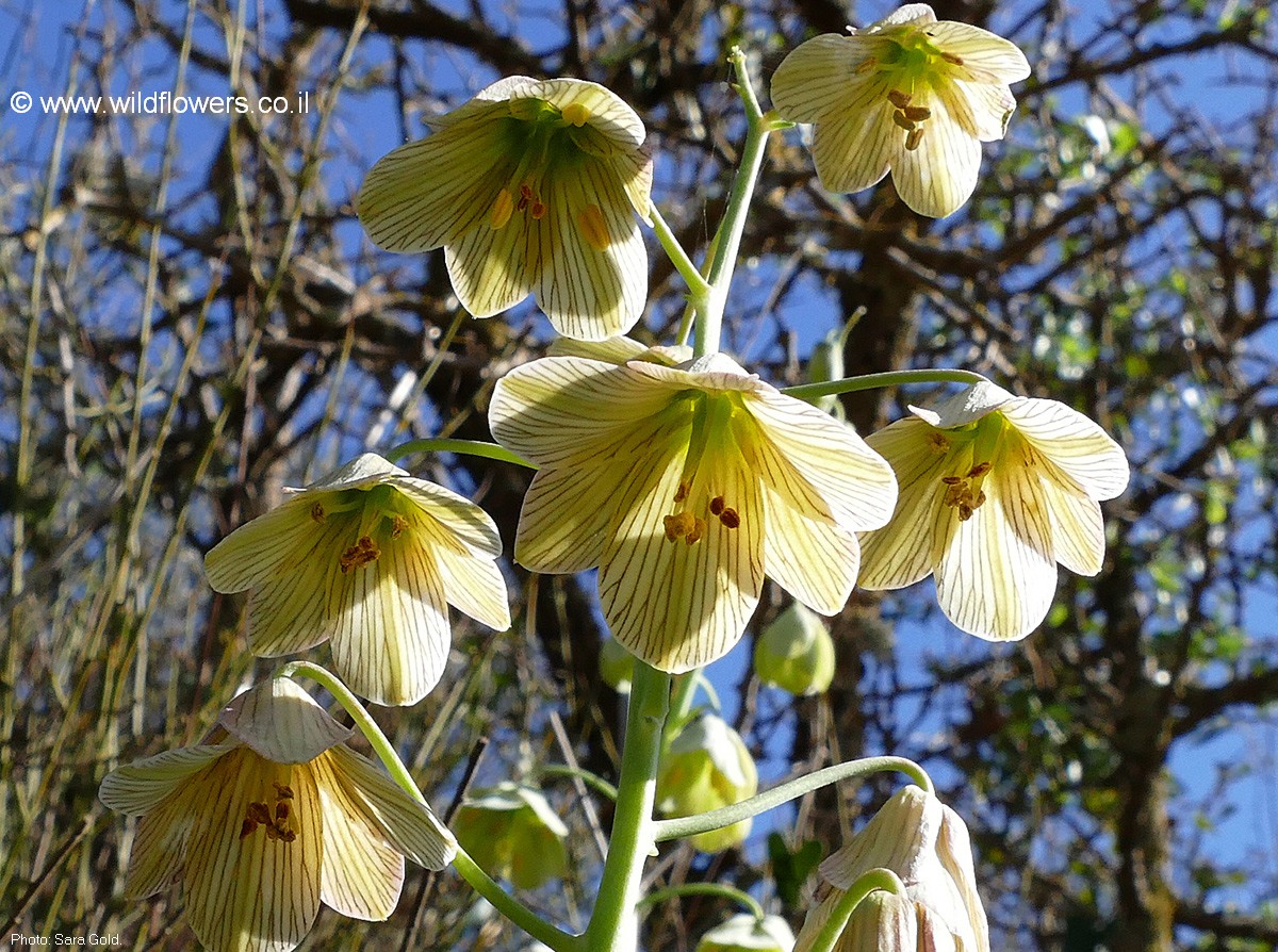 Fritillaria persica