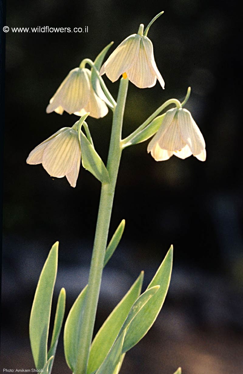 Fritillaria persica